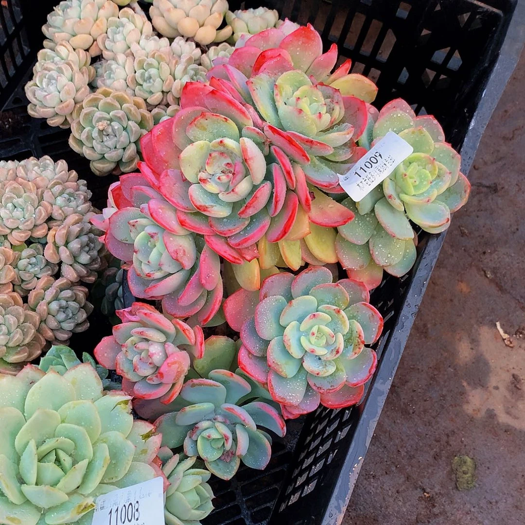 d***3    白月光多肉11009