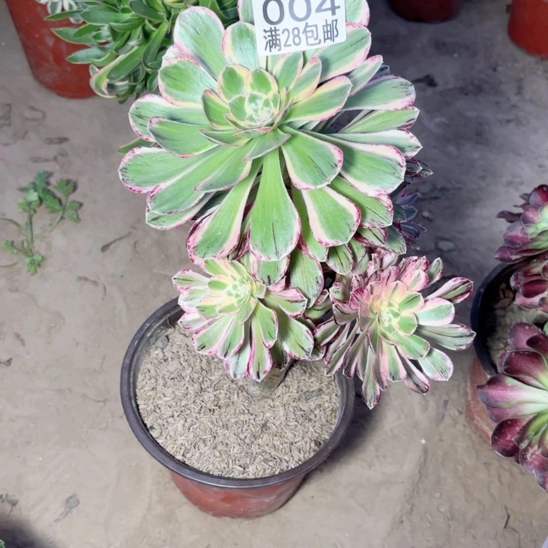 004v. 紧紧多肉111111