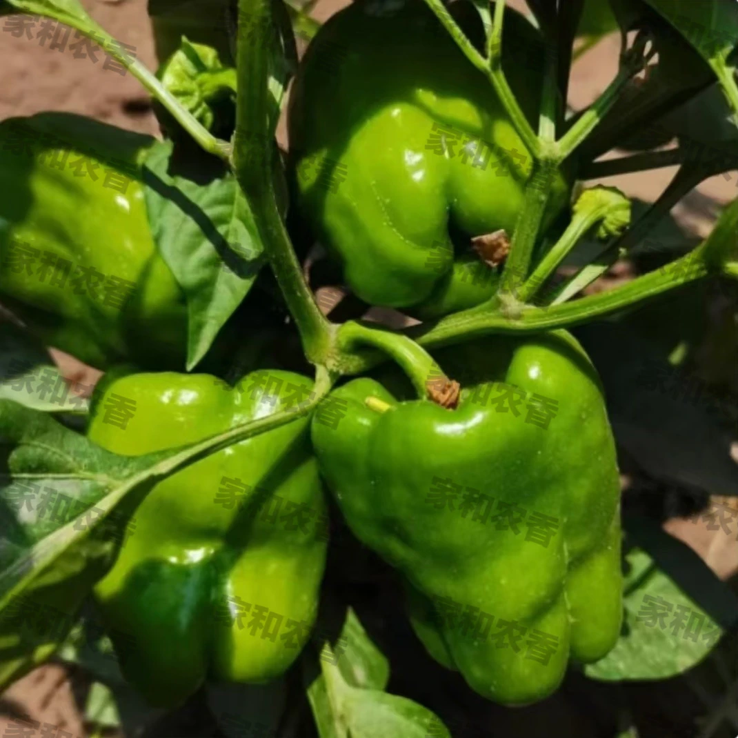 好吃营养圆椒太空椒薄皮现摘现发当季蔬菜不辣微甜