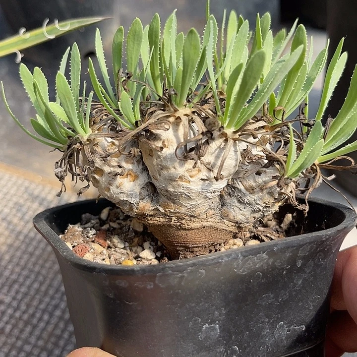 无花朵实生刨花厚敦菊老桩