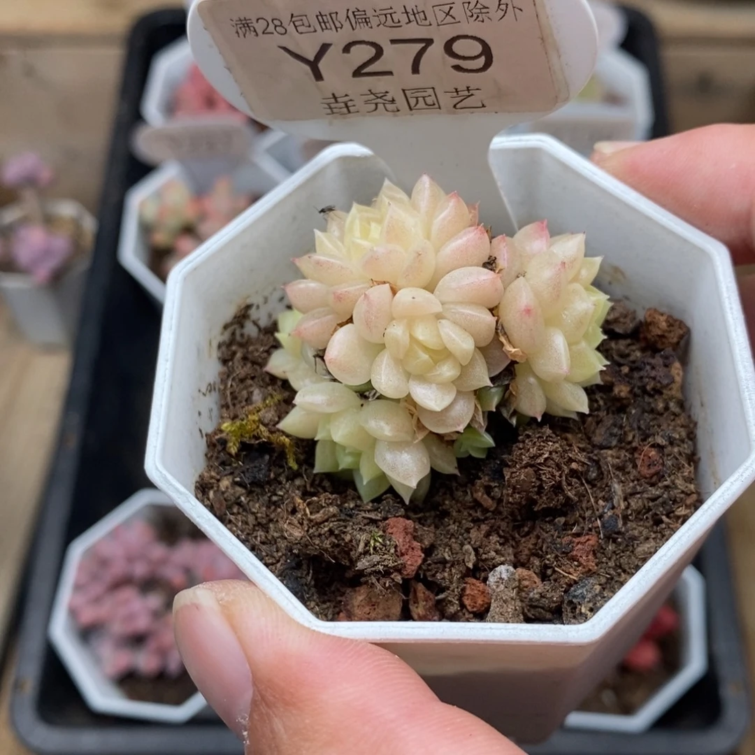 0279 麦秆群 4cm
