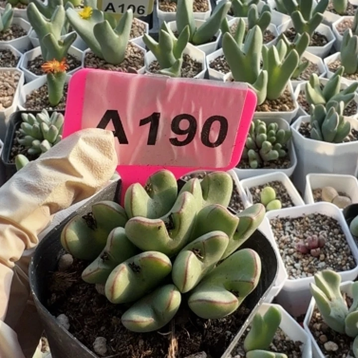 190密密麻麻密密麻麻妈妈