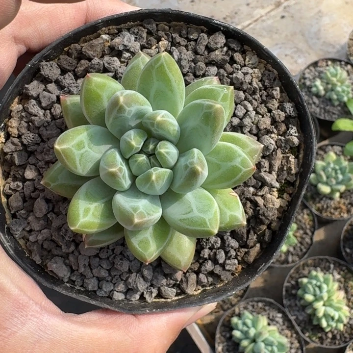 青花瓷 单头  一物一拍