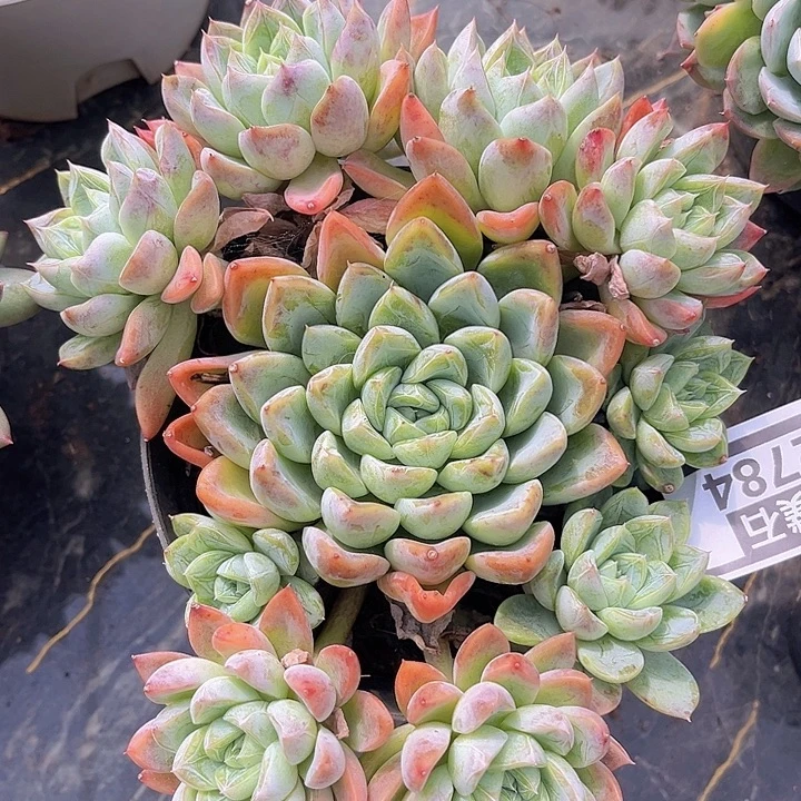 暗纹杂2784多肉植物