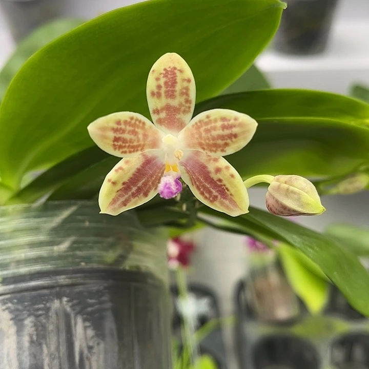 完全开放3.0寸杯爪哇交蓝盾