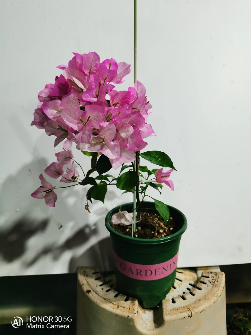 三牛园艺场基质土