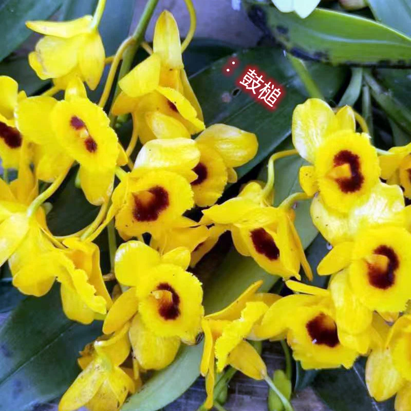 粟斑鼓槌石斛云南特产可食用观赏蜜香型色泽鲜艳直播链接不得私拍