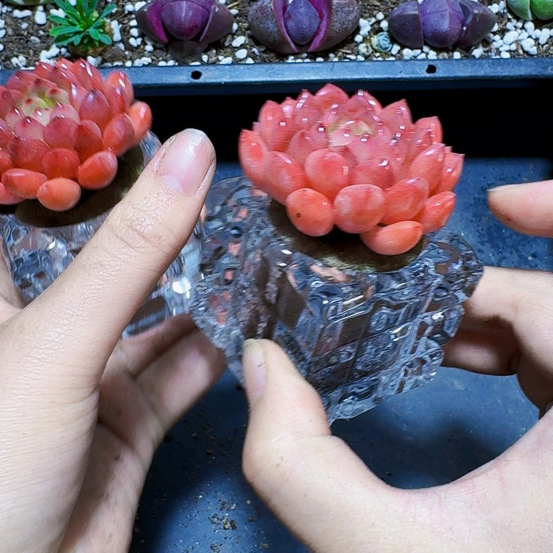 红宝石一套带盆福利炸