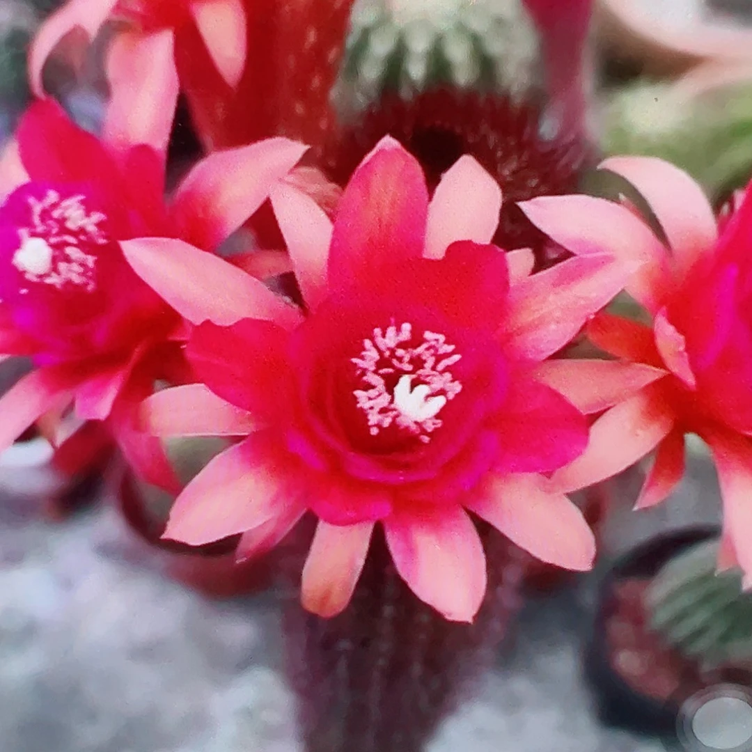 金妞 摩紫 侧芽满20包邮