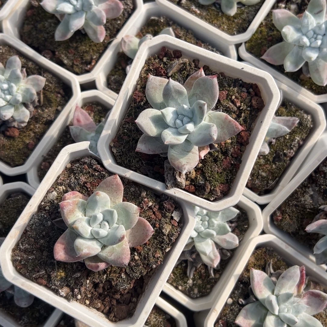 拇指杂～一物一拍2454