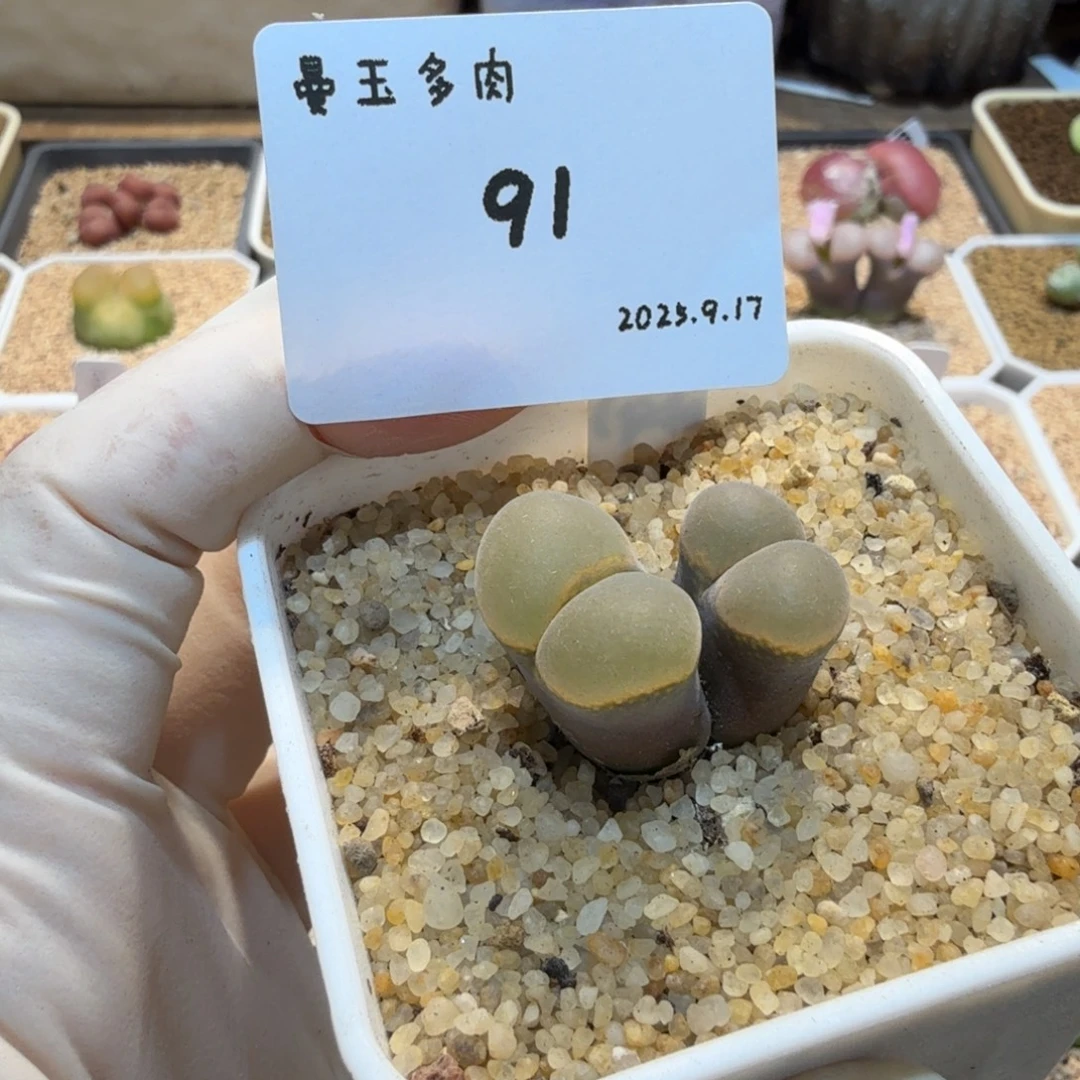 万***筒多肉多肉多肉9.17-091 B23