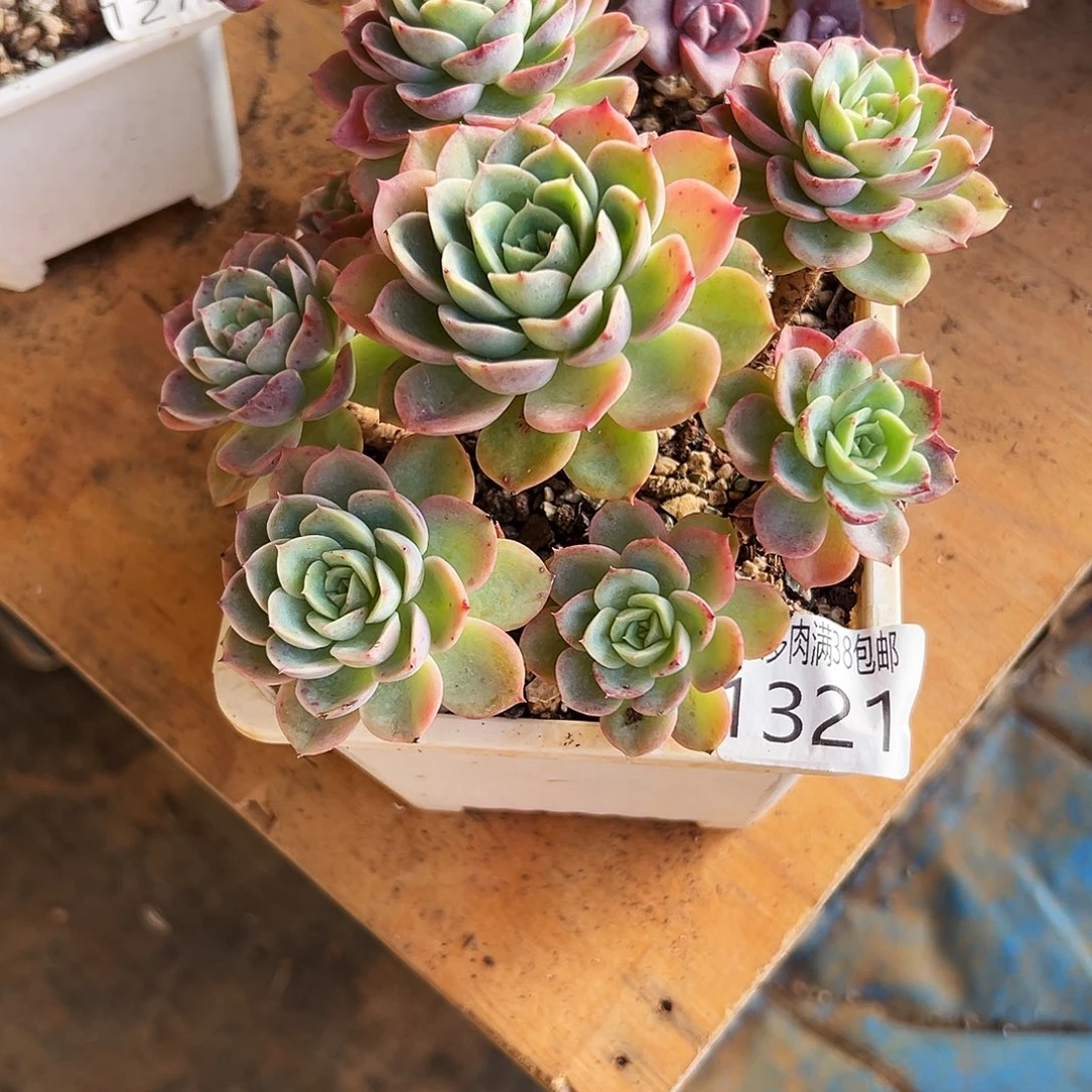 风***涯多肉一物一拍植物1321