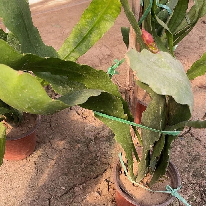 海***x令箭格花盆在80号