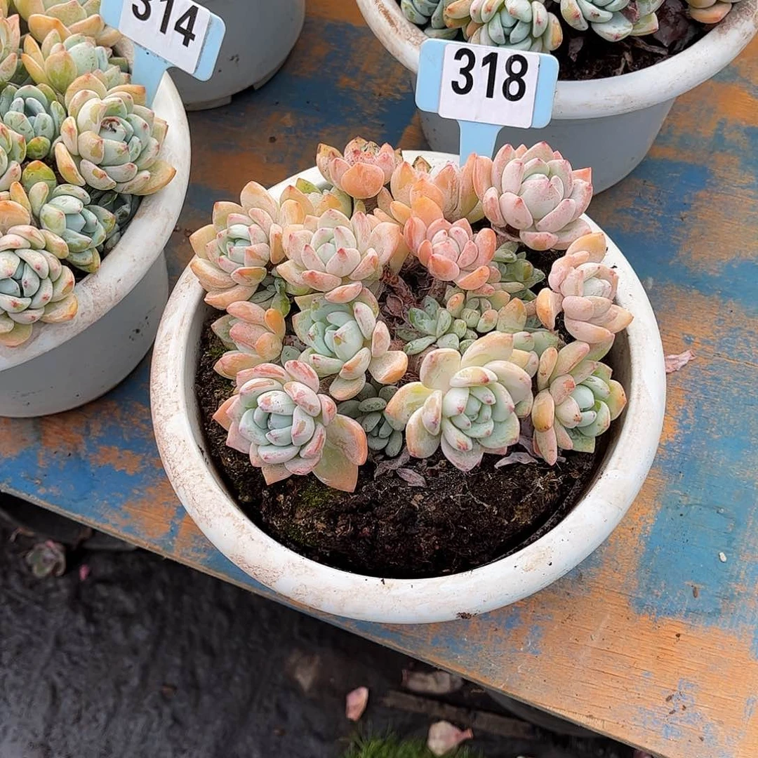 苏***n冷香多肉植物保护318
