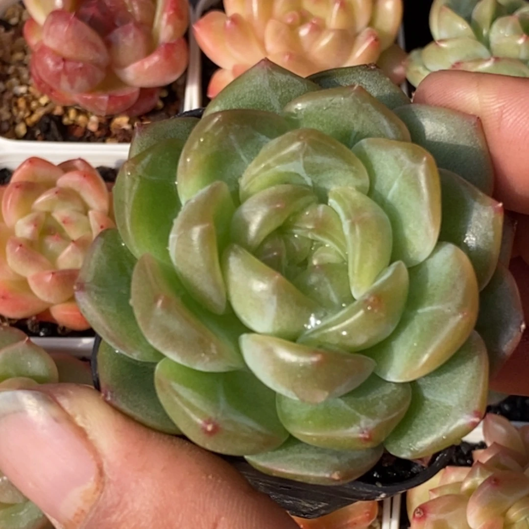 天官赐福百无禁忌