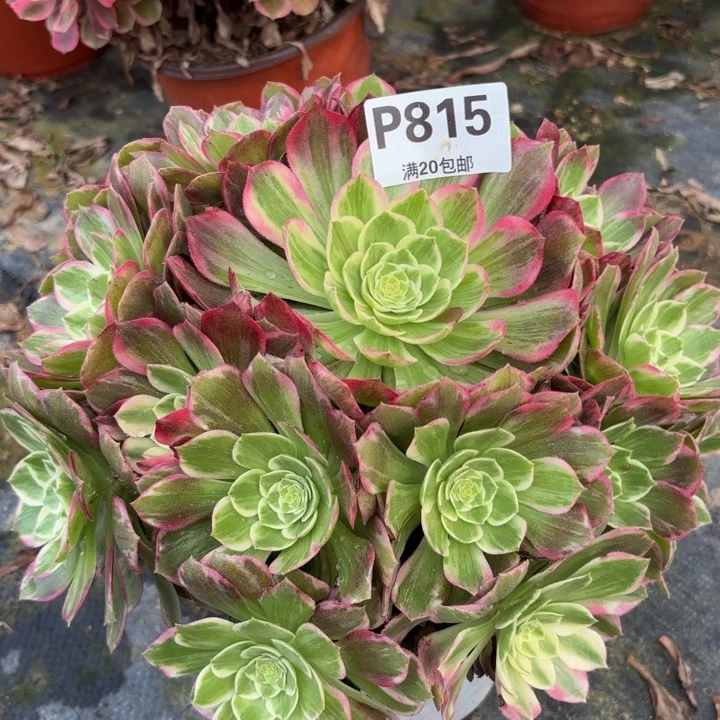 光****瑞妈多肉植物园815