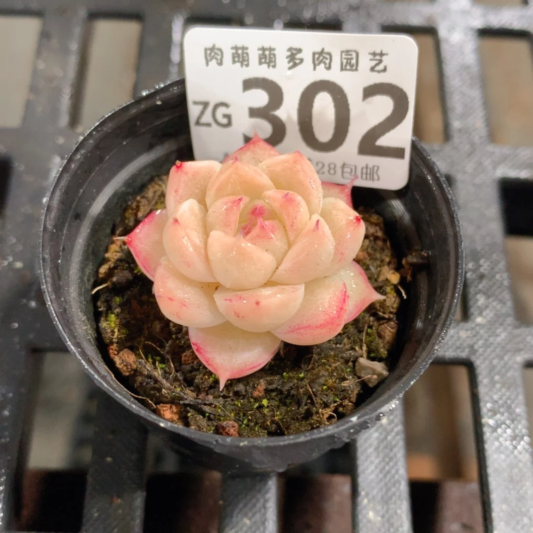 肉萌萌拇指盆精控多肉ZG302