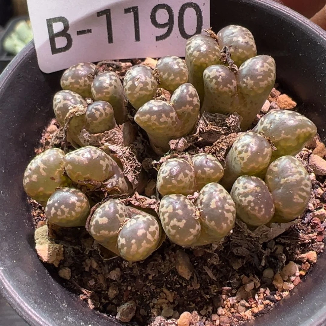 多肉植物1111111111111