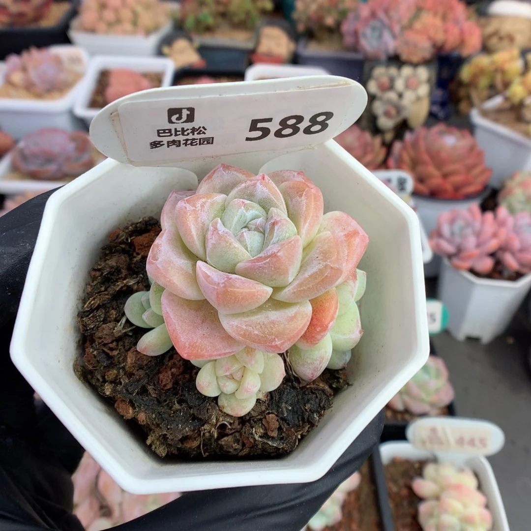 588 冰玉多肉多肉