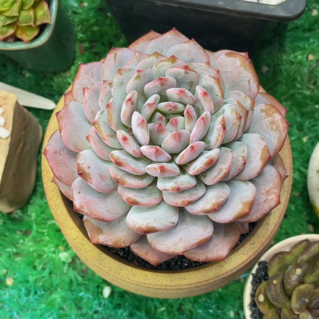 多肉植物盆栽多肉