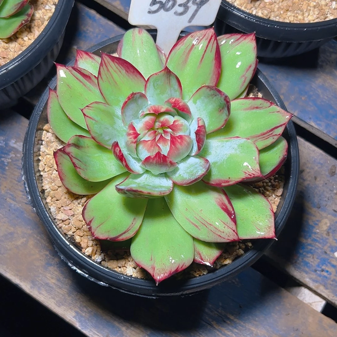 ****.惊鸿仙子一物一拍5039号