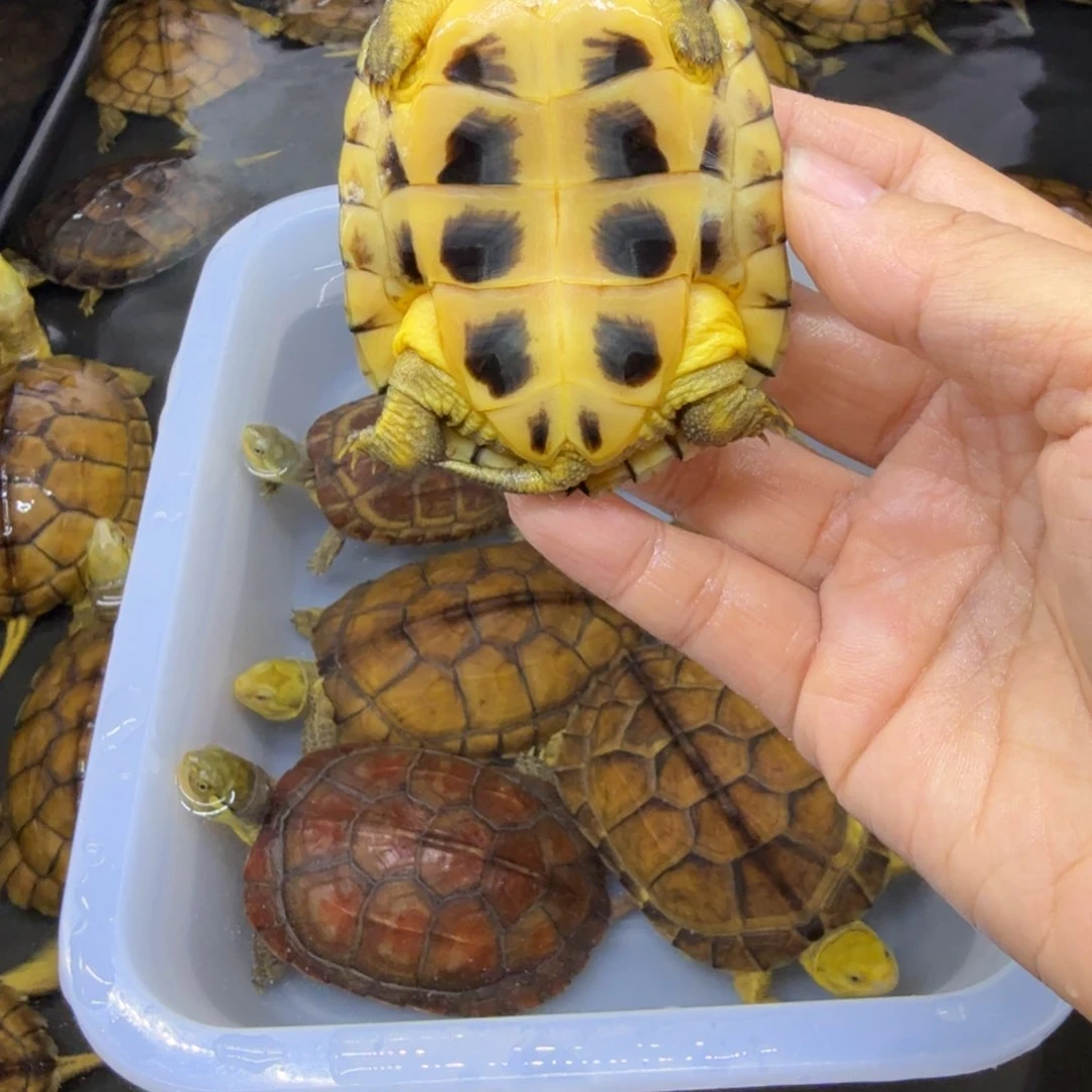 小***高公母搭配宠物龟背甲7