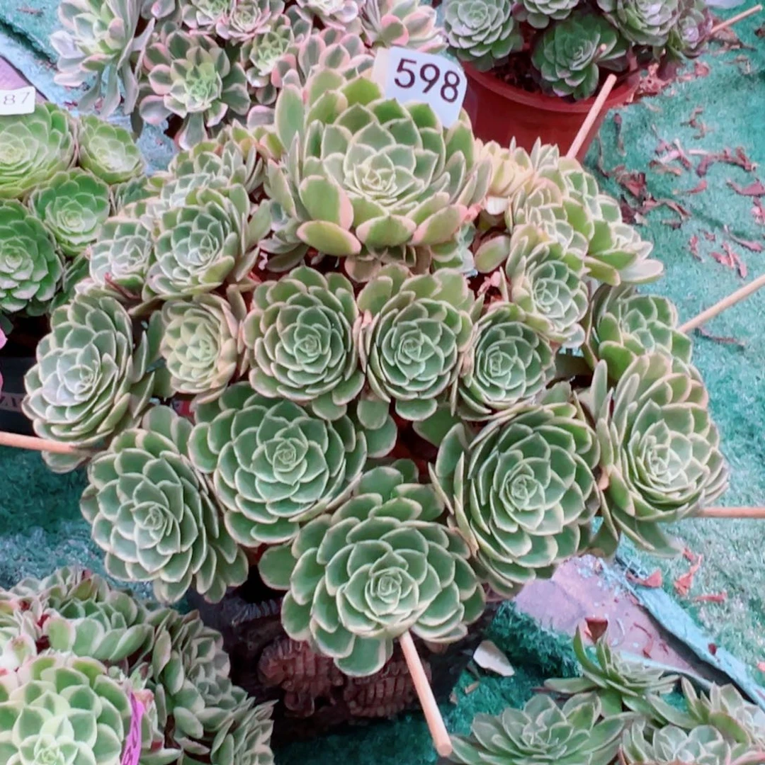 598粉花妖法师多肉植物