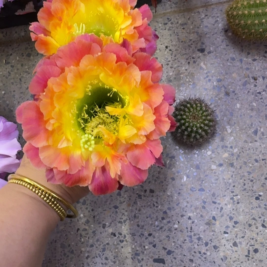 221毛大满贯歪无根侧牙4公分左右，20包邮