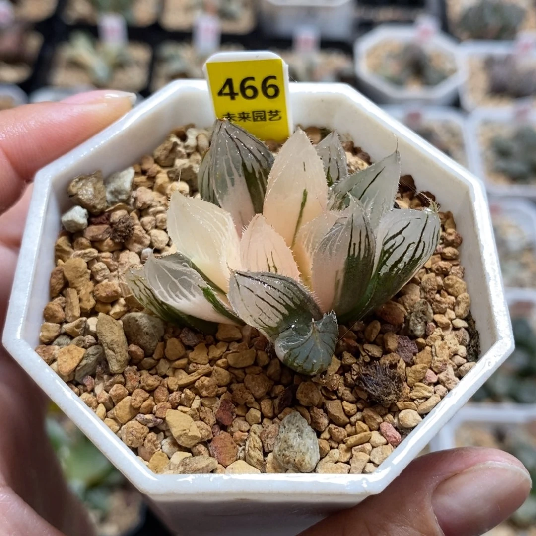 466毛玉露锦一物一图