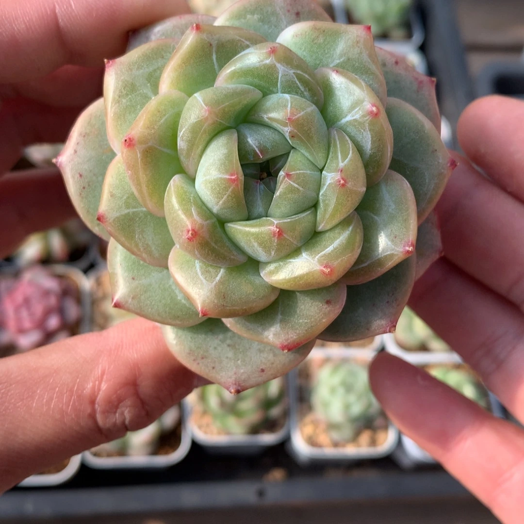 绿体。 暗纹。  大尺寸。   8号