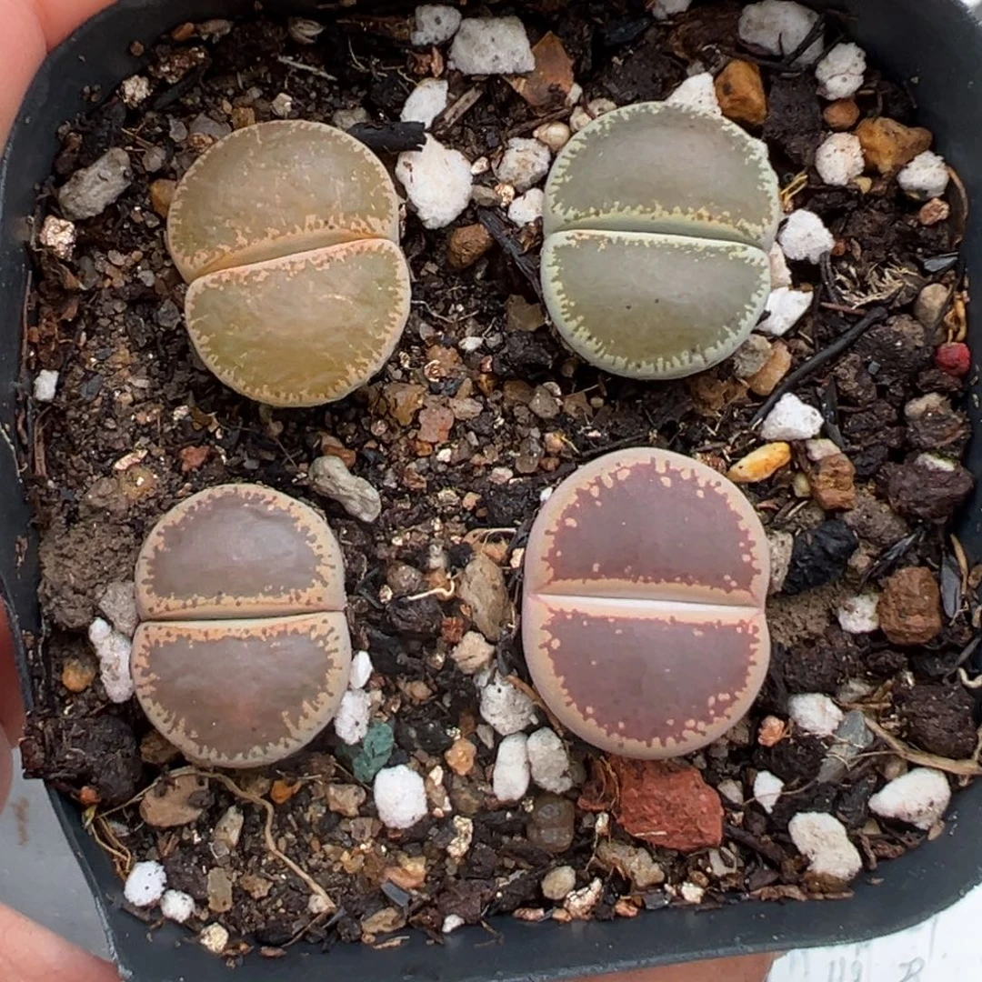 9.15好看的多肉脱土发货171