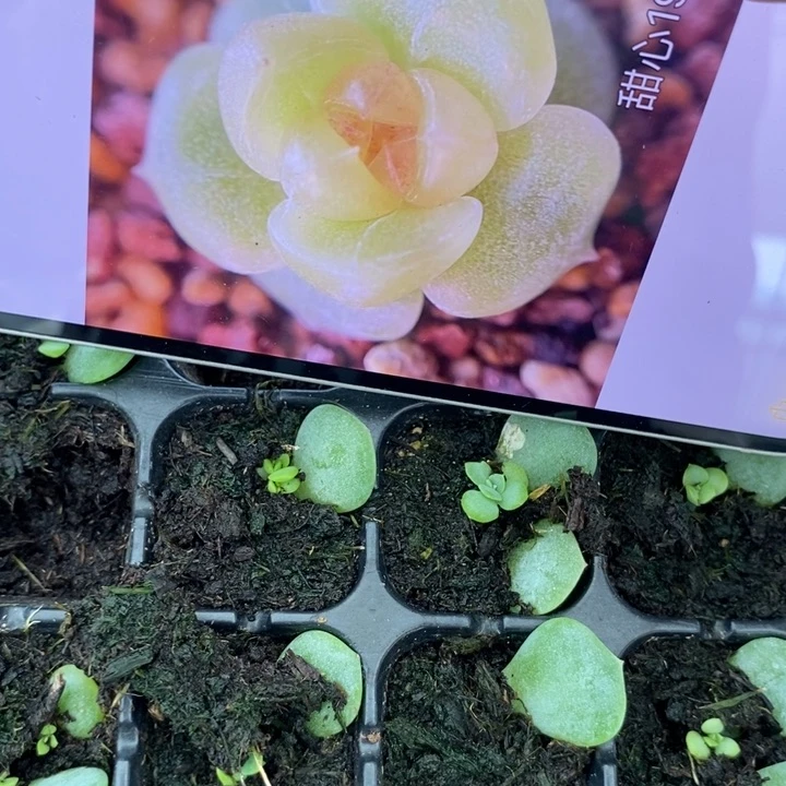 甜心190芽苗一个多肉