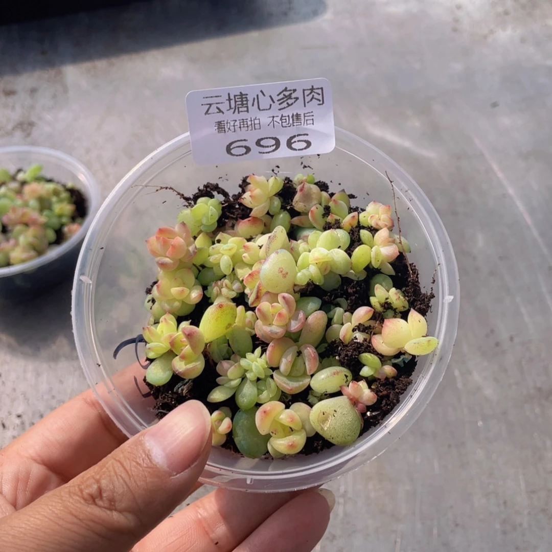 云糖心多肉植物696