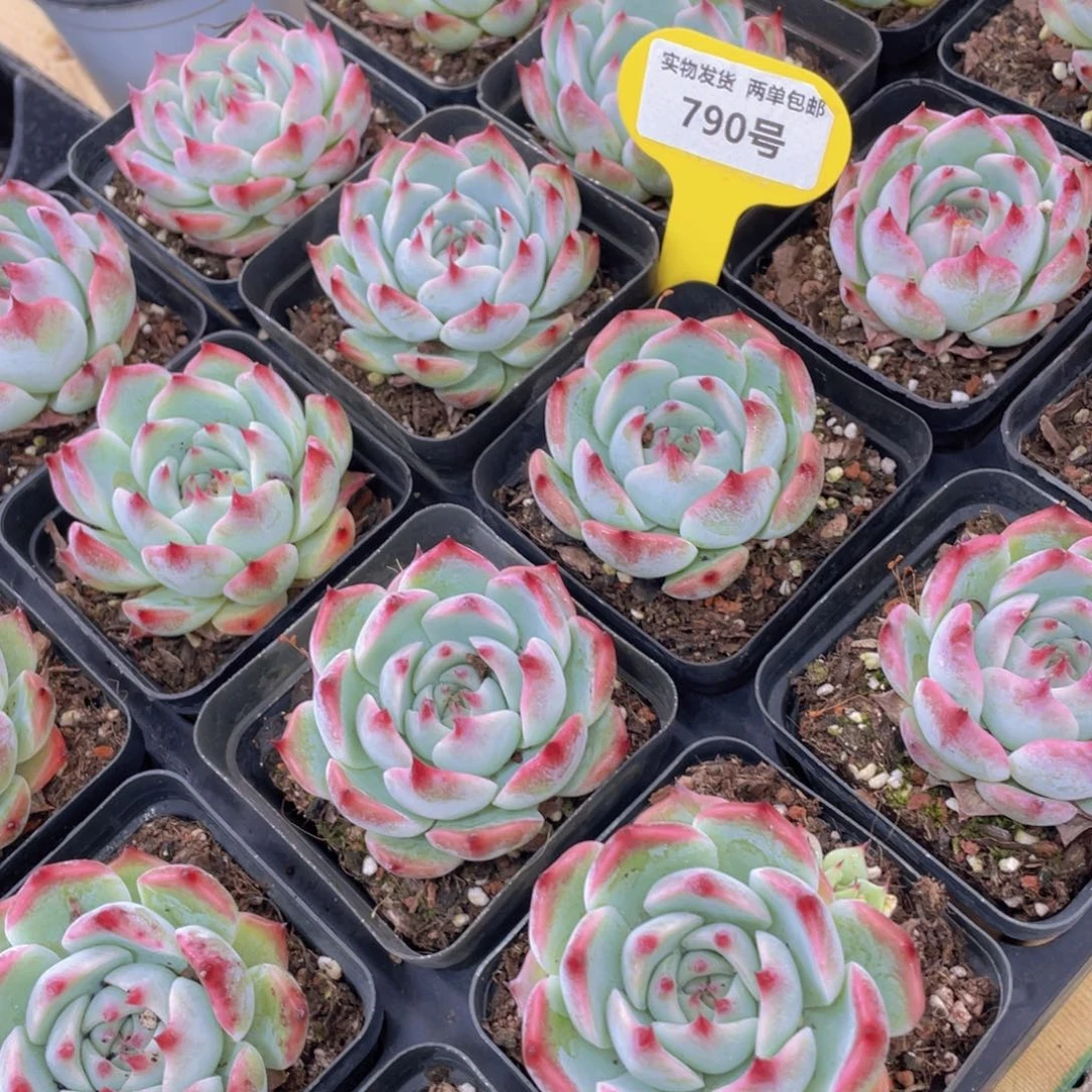 790号 吉娃娃 水蜜桃单头一个