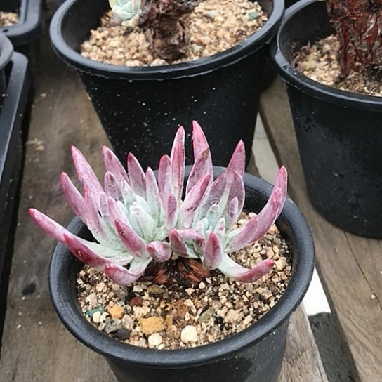 韩货现货仙女棒杯