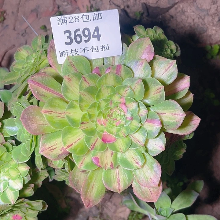 无花朵3694无根知否多肉植物