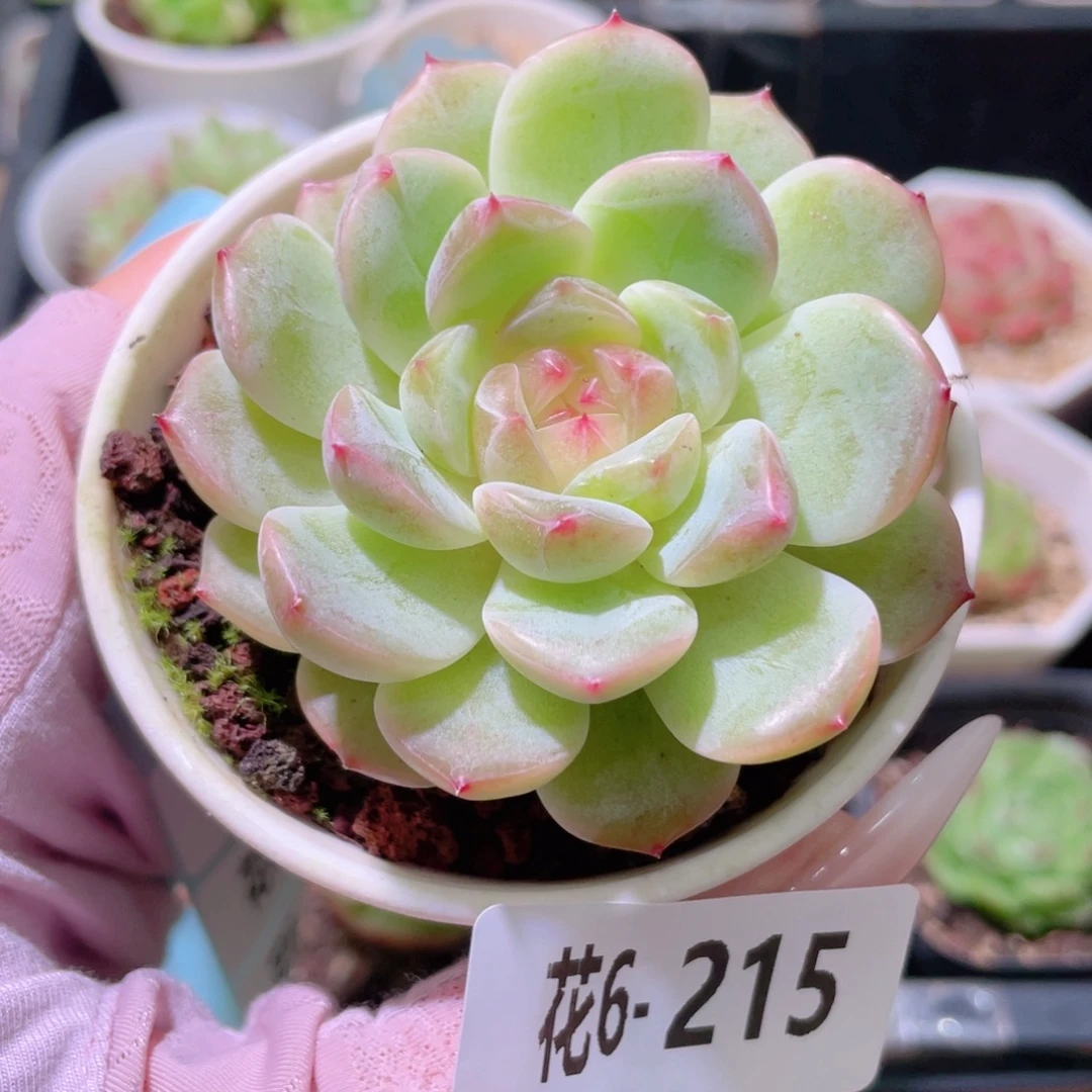 花利美6-215新品单头