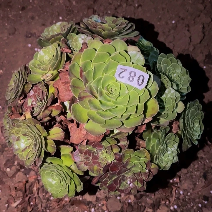 082圣罗兰多肉植物不售后