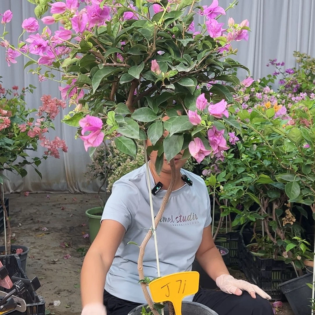 ****月大部分花苞少量开放J71雪紫