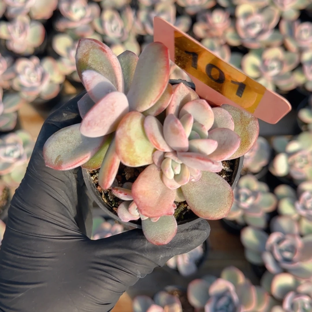 101号韩版奶茶4头一颗