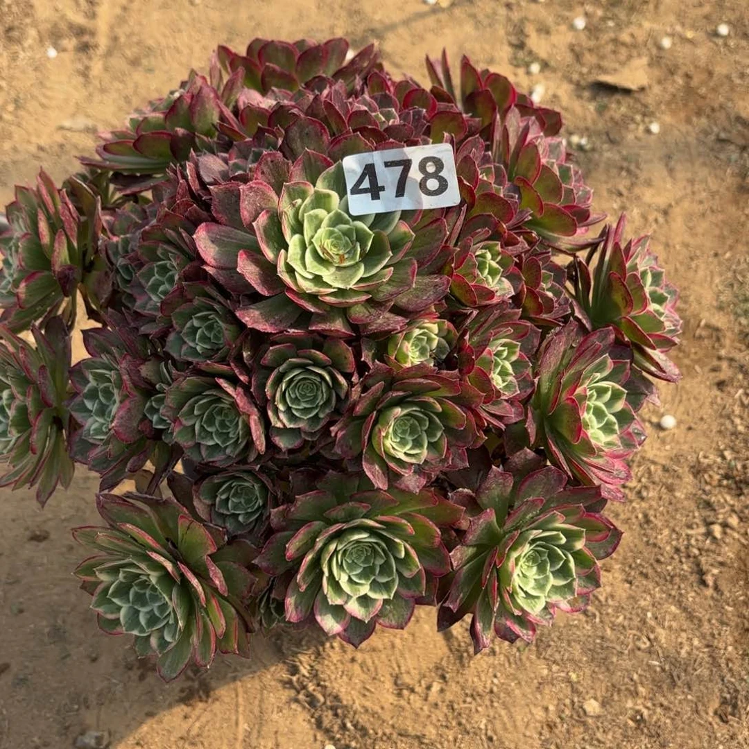 478莲花多肉不包损