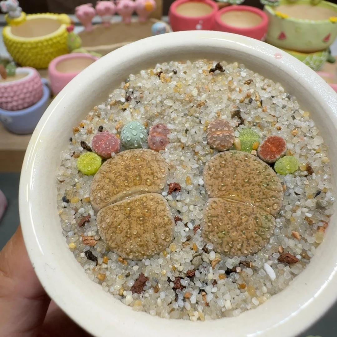 蘑菇202彩拼脚丫彩拼