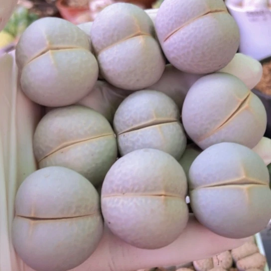 2636，特价高尔夫2.4-2.7厘米9棵如图