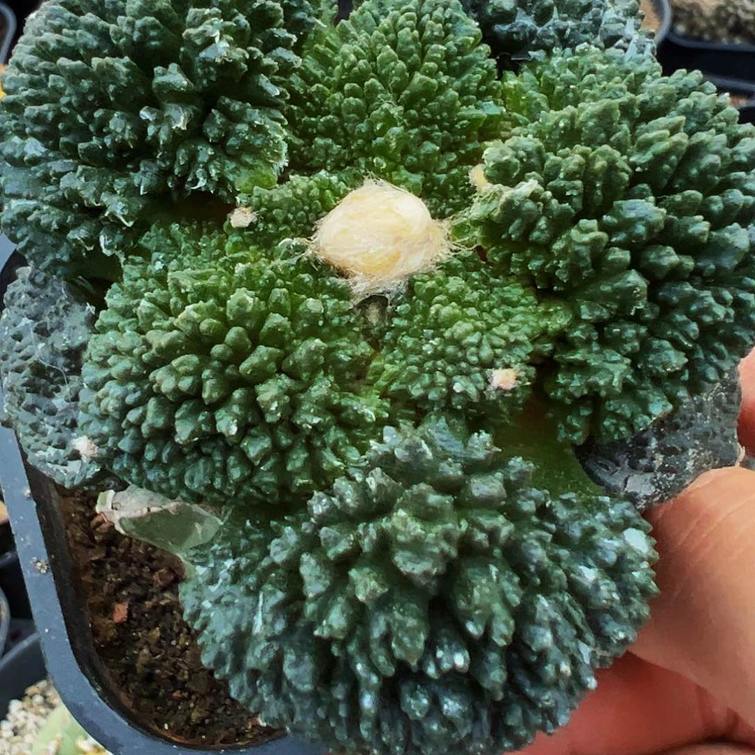 草球嫁接菜花牡丹，尺寸8