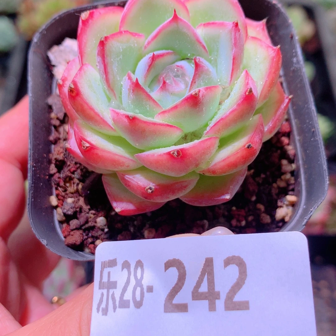 乐然28-242 粉水晶