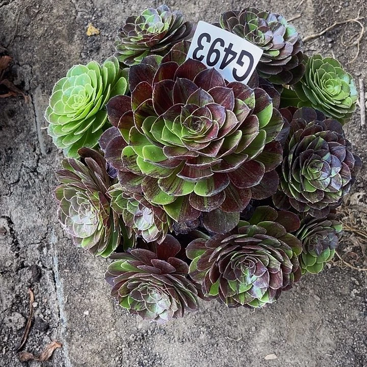 花月夜26/-25包邮