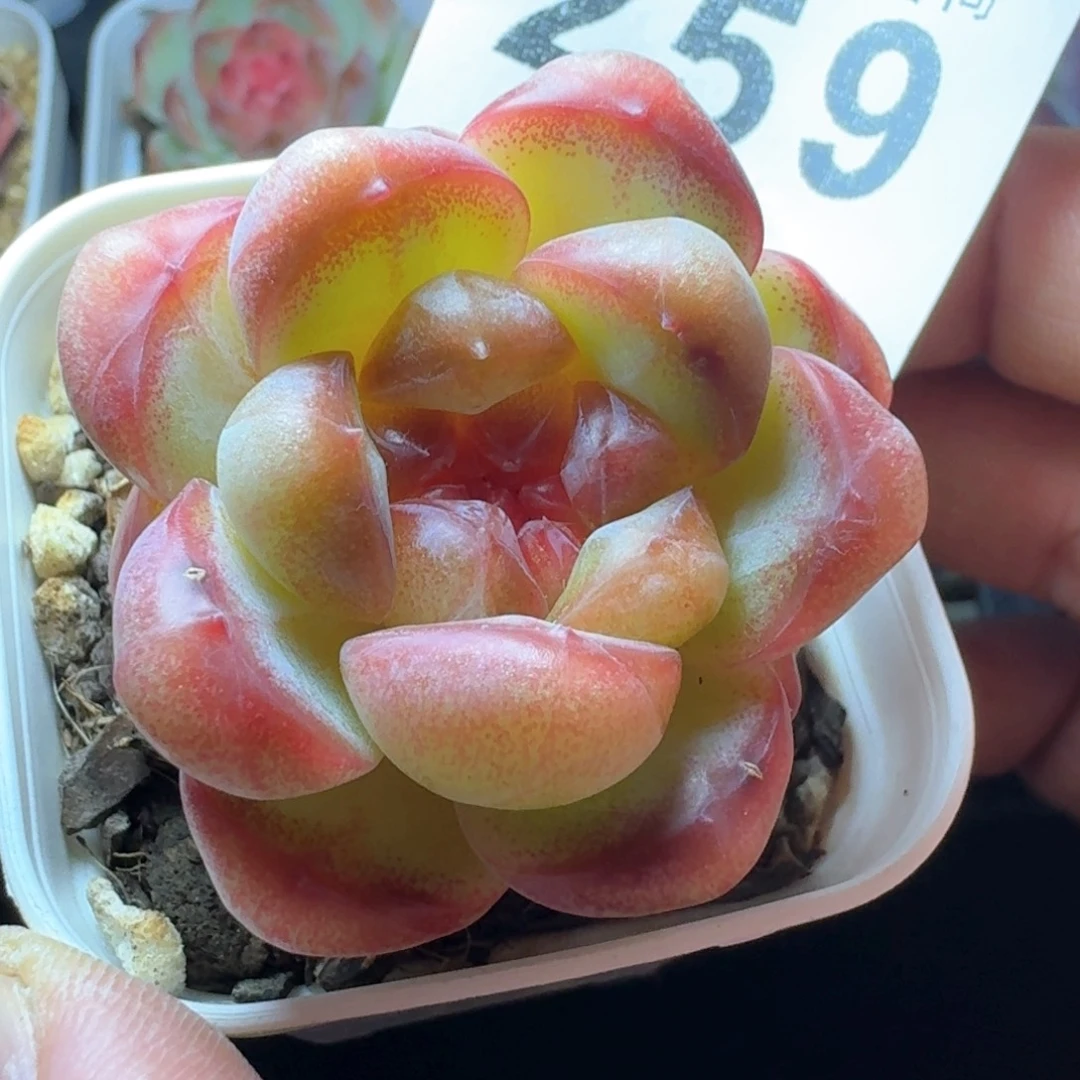 开播福利多肉