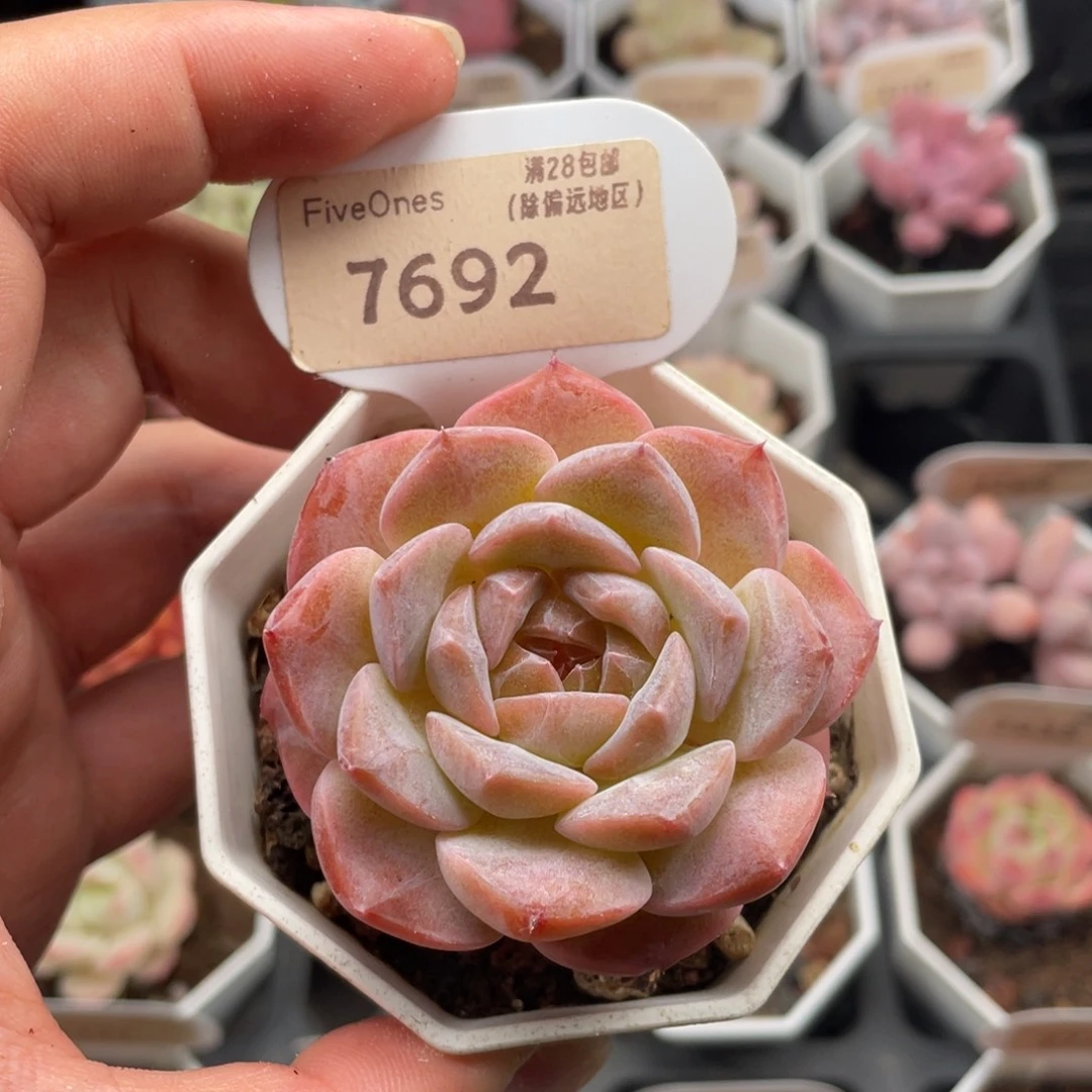 粉魄7692-5.5厘米