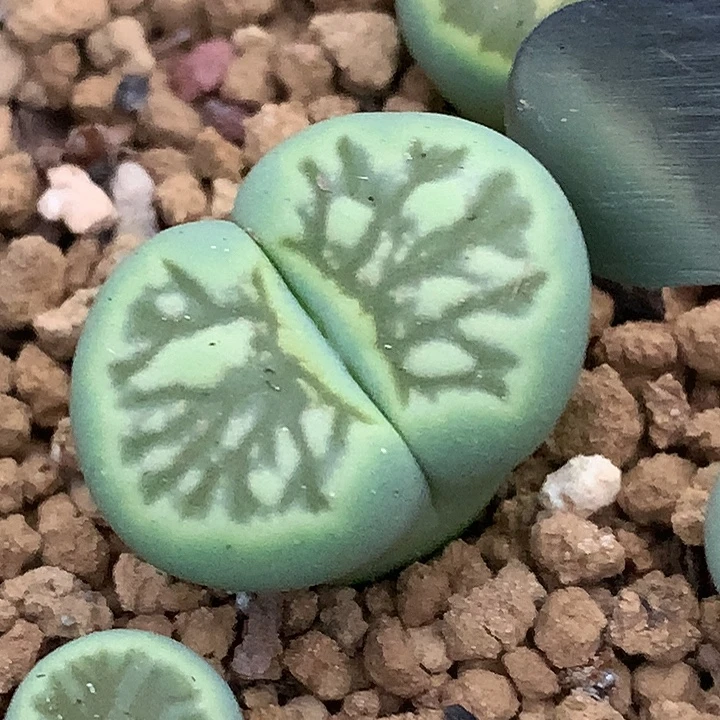精品多肉植物精品多肉