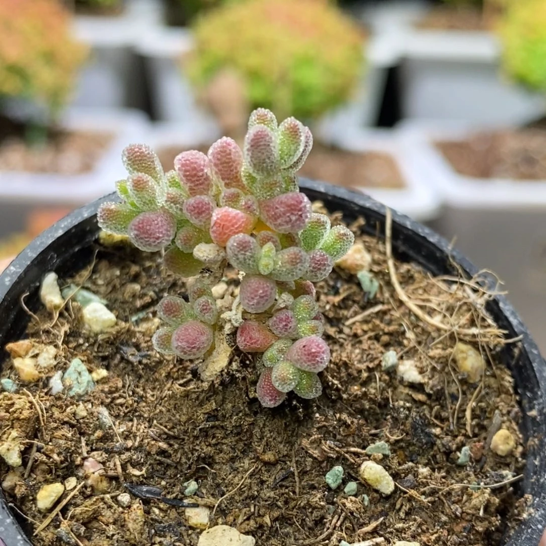 氧**豆冰晶两颗福利款D807带盆土